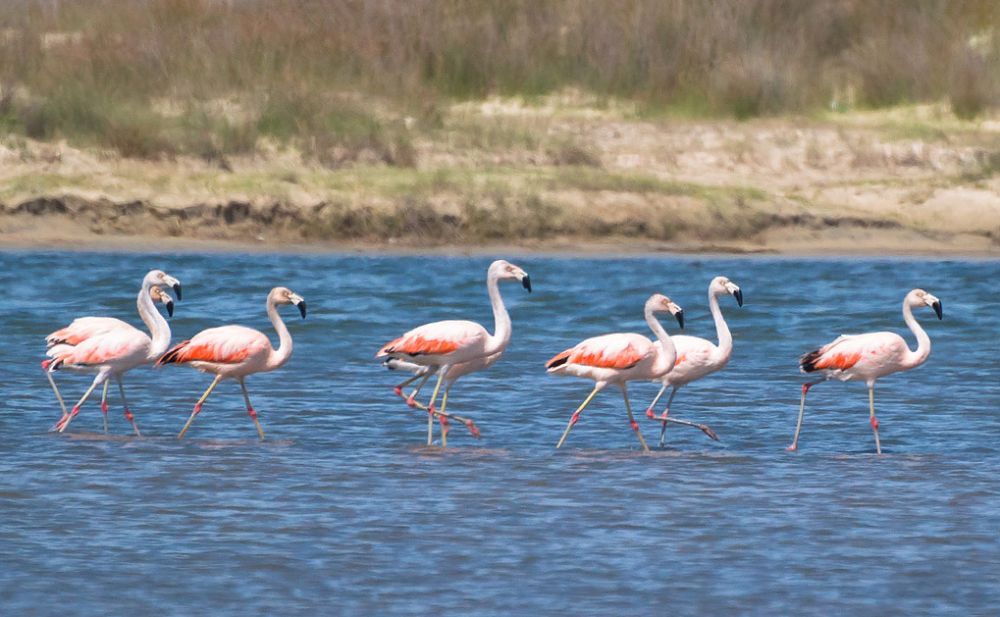 Flamingo-chileno - Phoenicopterus chilensis Molina, 1782
